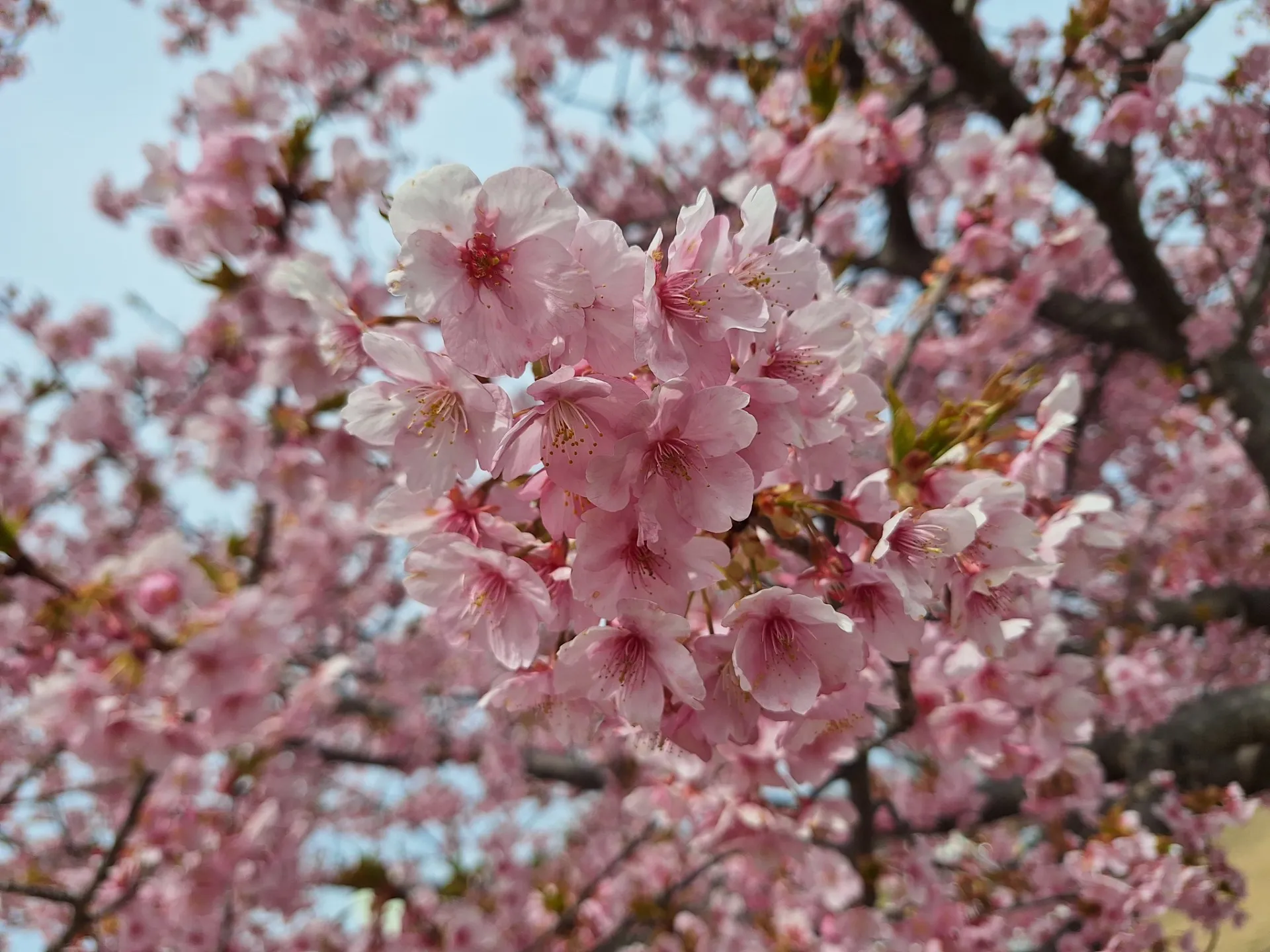 東かがわ市・河津桜🌸