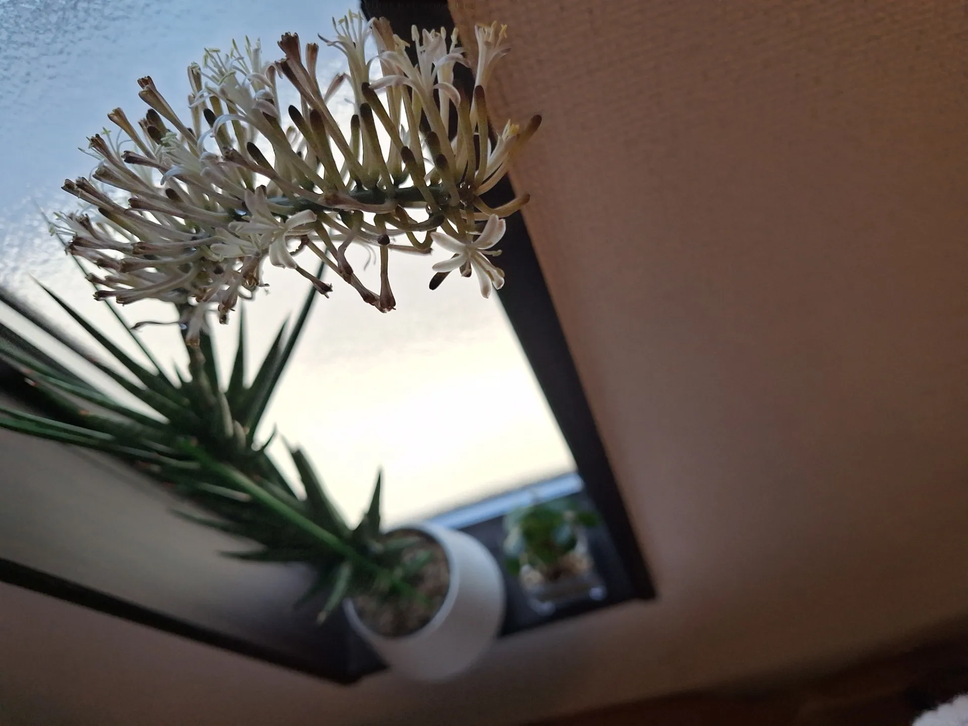 サンスベリアの白い花が初めて咲いた🌸